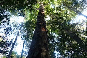 AmazonTree