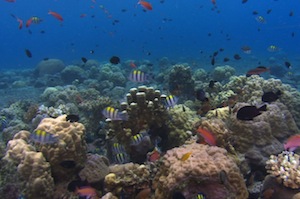 GreatBarrierReef1