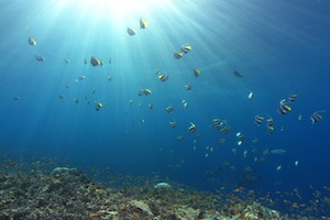 GreatBarrierReef2